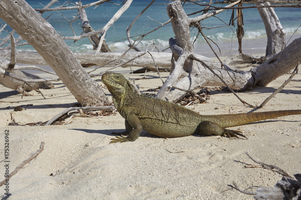 A Turks and Caicos rock iguana (Cyclura carinata), on Little Water Cay, Providenciales, Turks and Caicos, in the Caribbean A Turks and Caicos rock iguana (Cyclura carinata), on Little Water Cay, Providenciales, Turks and Caicos, in the Caribbean