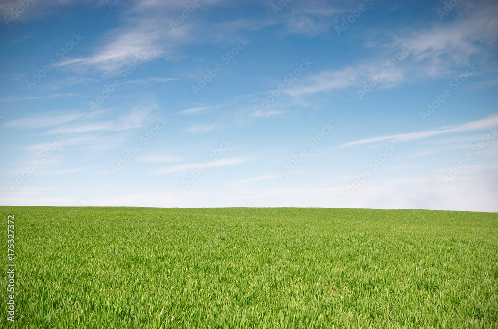 Field with green wheat and blue sky - obrazy, fototapety, plakaty 