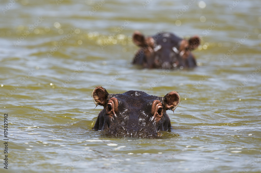 Close up of hippos (Hippopotamus amphibius) submerged in Lake Gipe, Tsavo, Kenya Close up of hippos (Hippopotamus amphibius) submerged in Lake Gipe, Tsavo, Kenya