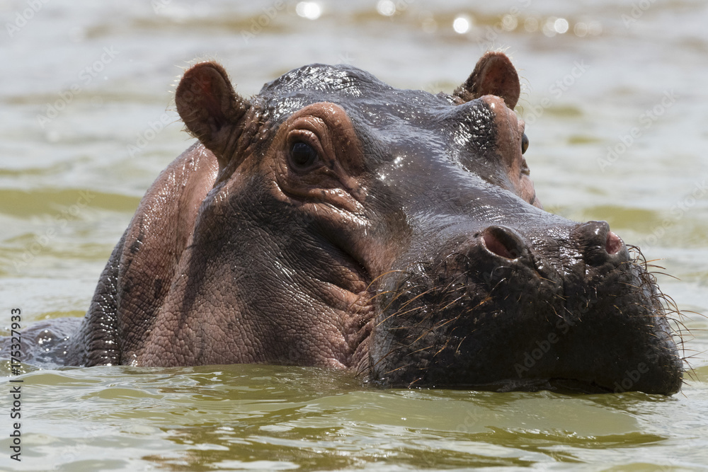 Close up of an hippopotamus (Hippopotamus amphibius) submerged in Lake Gipe and looking at the camera, Tsavo, Kenya Close up of an hippopotamus (Hippopotamus amphibius) submerged in Lake Gipe and looking at the camera, Tsavo, Kenya