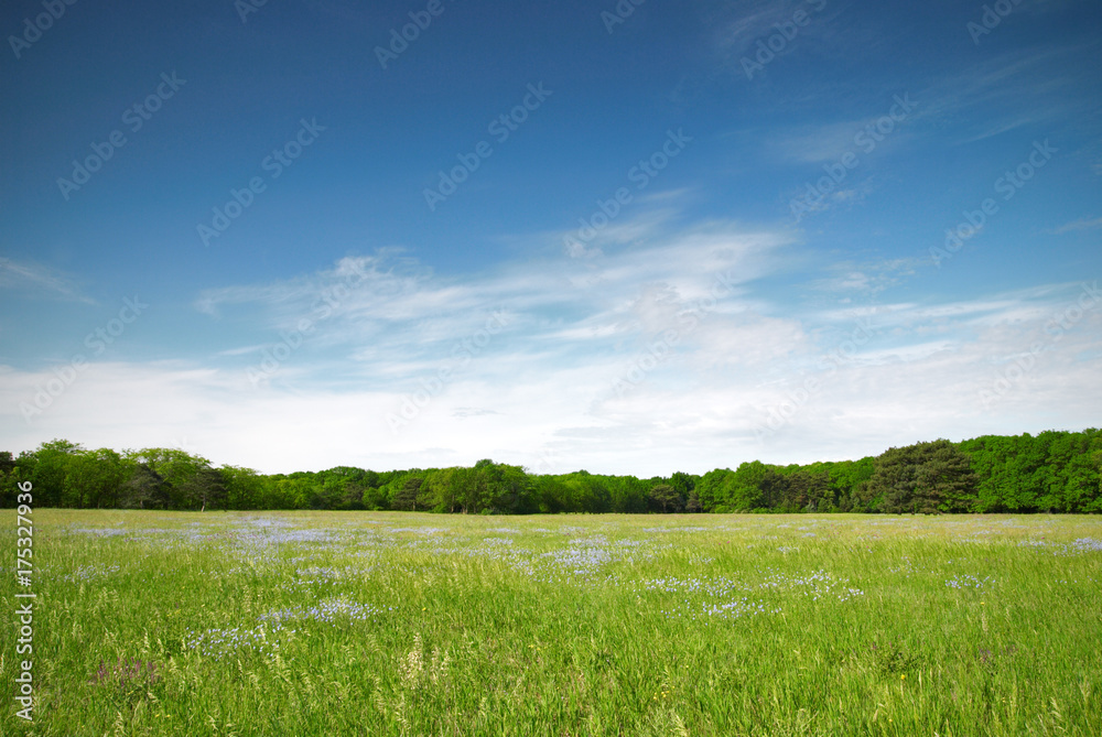 Green meadow and blue sky with forest
