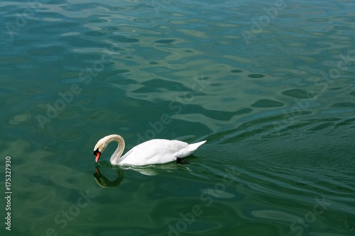 Cisne bebiendo en el lago