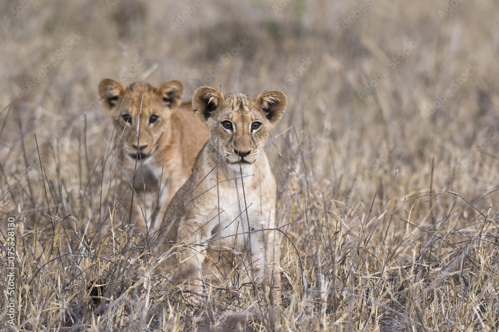 Two lion cubs (Panthera leo), one looking at the camera, Tsavo, Kenya Two lion cubs (Panthera leo), one looking at the camera, Tsavo, Kenya