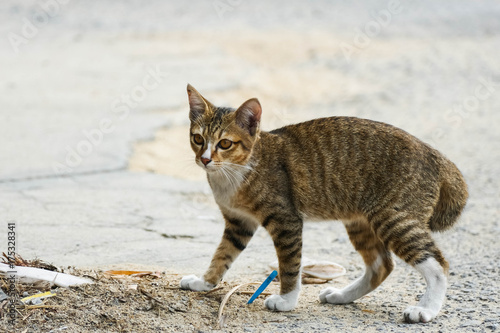 A stray cat is sneaking to catch its prey. © natakorn