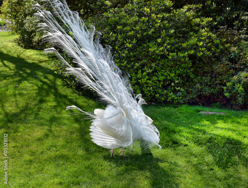 white peacock with flowing tail photo