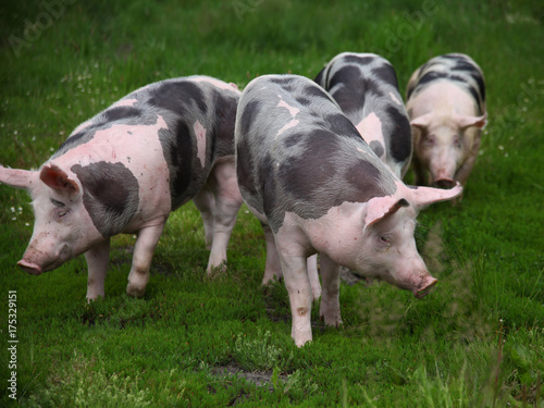Group of pigs farming raising breeding in animal farm rural scene