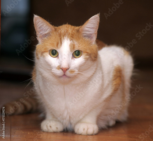 red with white cat at home on the floor photo