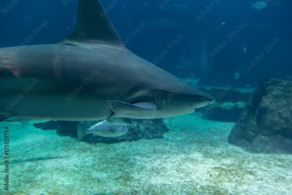 Naklejka premium Real Shark Underwater in Natural Aquarium