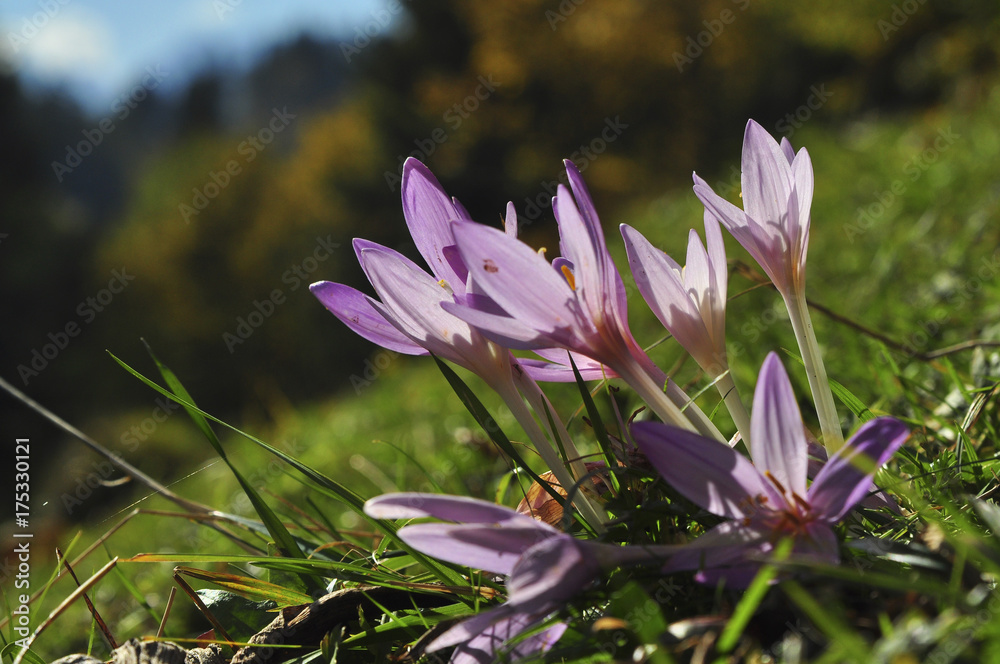 Herbstzeitlose (Colchicum autumnale), Blüten Herbstzeitlose (Colchicum autumnale), Blüten