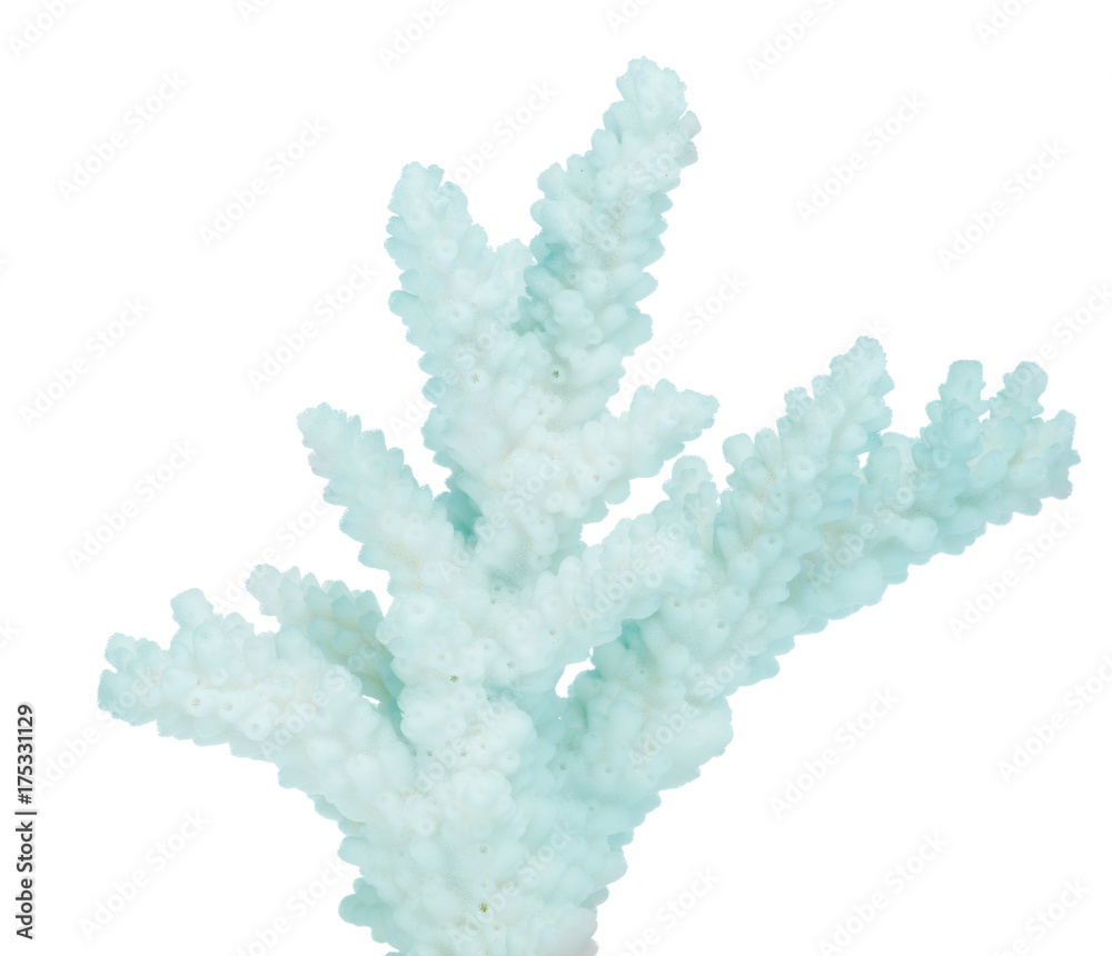 Fototapeta premium cyan isolated branch coral