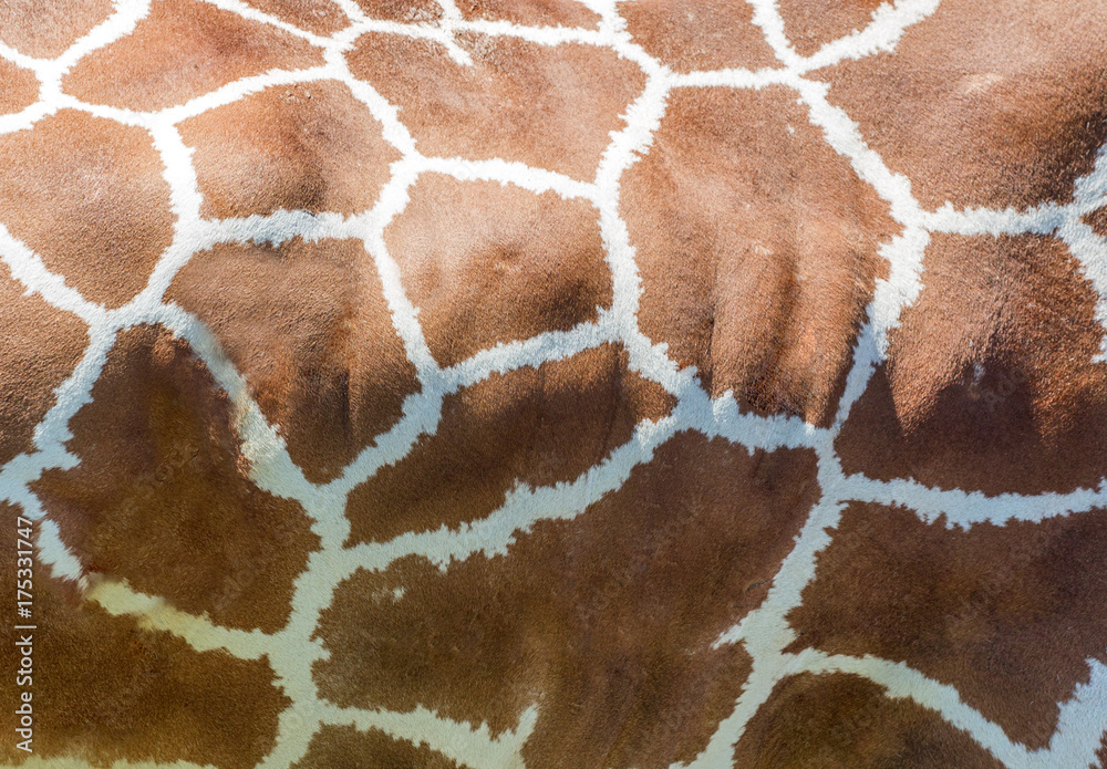brown giraffe texture brown giraffe texture