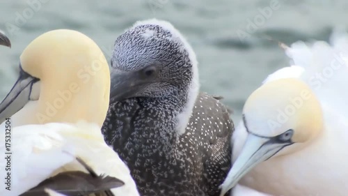 Basstölpel auf Helgoland