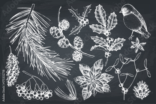 Vector collection of hand drawn christmas decor elements with bird. Vintage winter plants sketch set. Conifers, berries, flowers, cones, seeds illustration. Outlines. Holiday design.