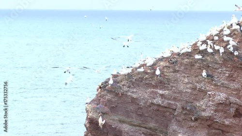 Basstölpel auf Helgoland