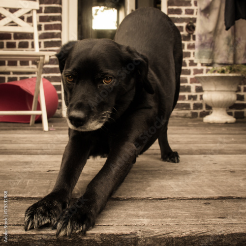 old labrador stretching on porch