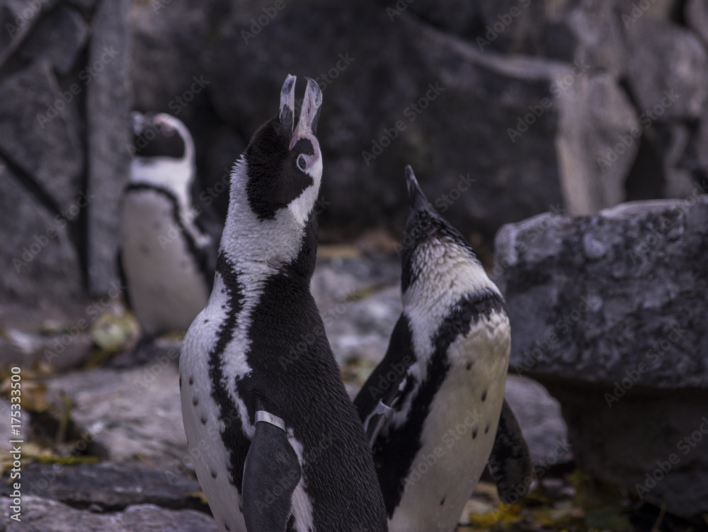 Naklejka premium Pinguins yelling upwards