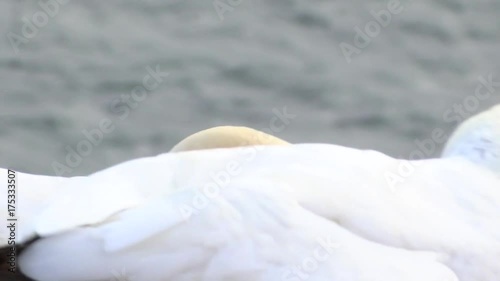 Basstölpel auf Helgoland