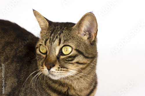 A striped cat on a white background looks aside. Isolated