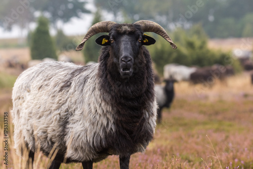 head of a moorland sheep