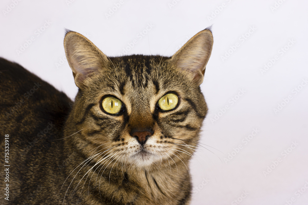 A striped cat on a white background looks to the camera. Isolated