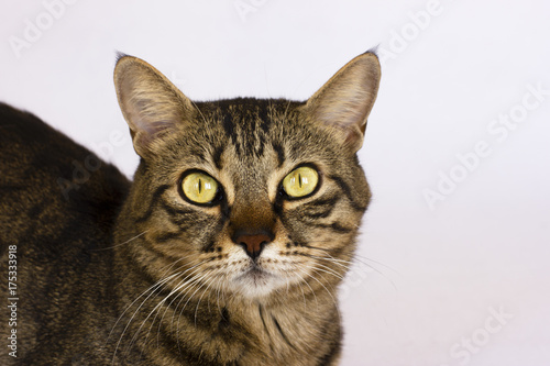 A striped cat on a white background looks to the camera. Isolated © Anna
