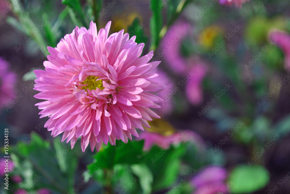 Pink asters (Michaelmas daisy) flower on soft green leaves background Pink asters (Michaelmas daisy) flower on soft green leaves background