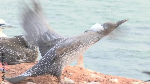 Basstölpel auf Helgoland
