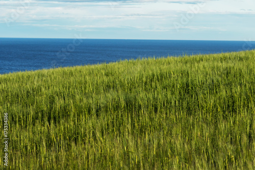                 Eared spike of fresh green wheat