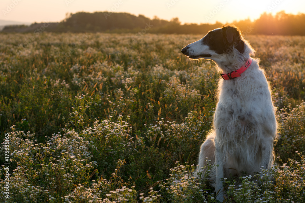 Russian greyhound sitting on golden field in sunset