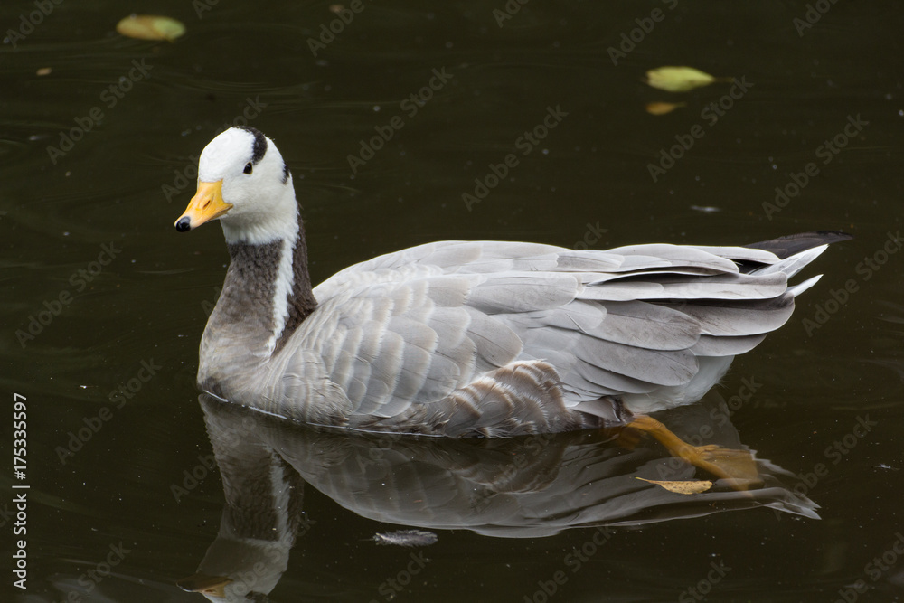 Fototapeta premium duck