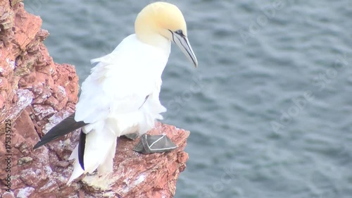 Basstölpel auf Helgoland