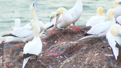 Basstölpel auf Helgoland