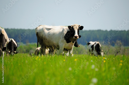 cow and grass