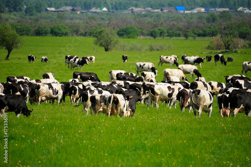 cows and grass