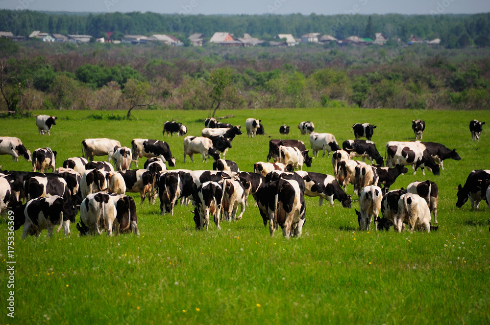 Fototapeta premium cows and grass