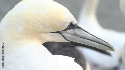 Basstölpel auf Helgoland