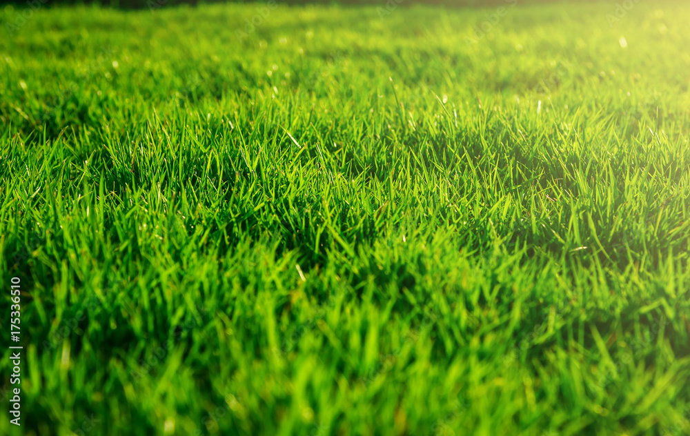 Green lawn, Backyard for background, Grass texture