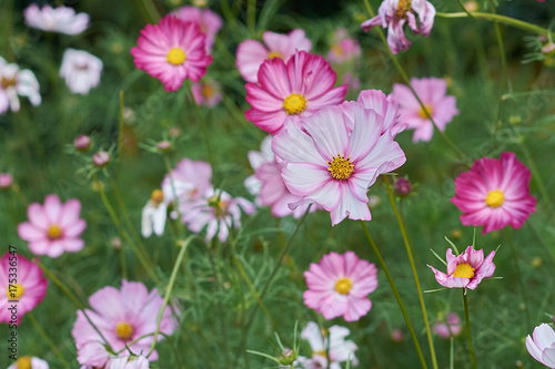 Cosmos bipinnatus