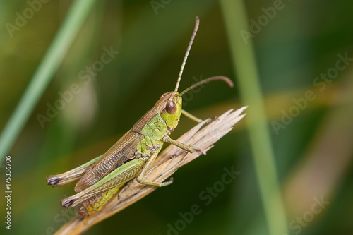 Meadow Grasshopper © Andy Sears