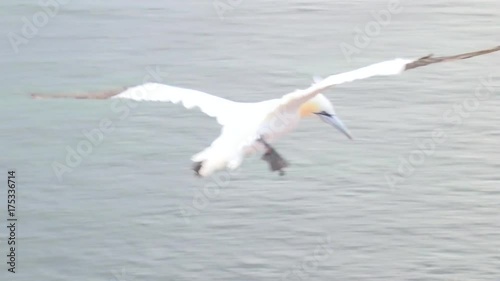Basstölpel auf Helgoland