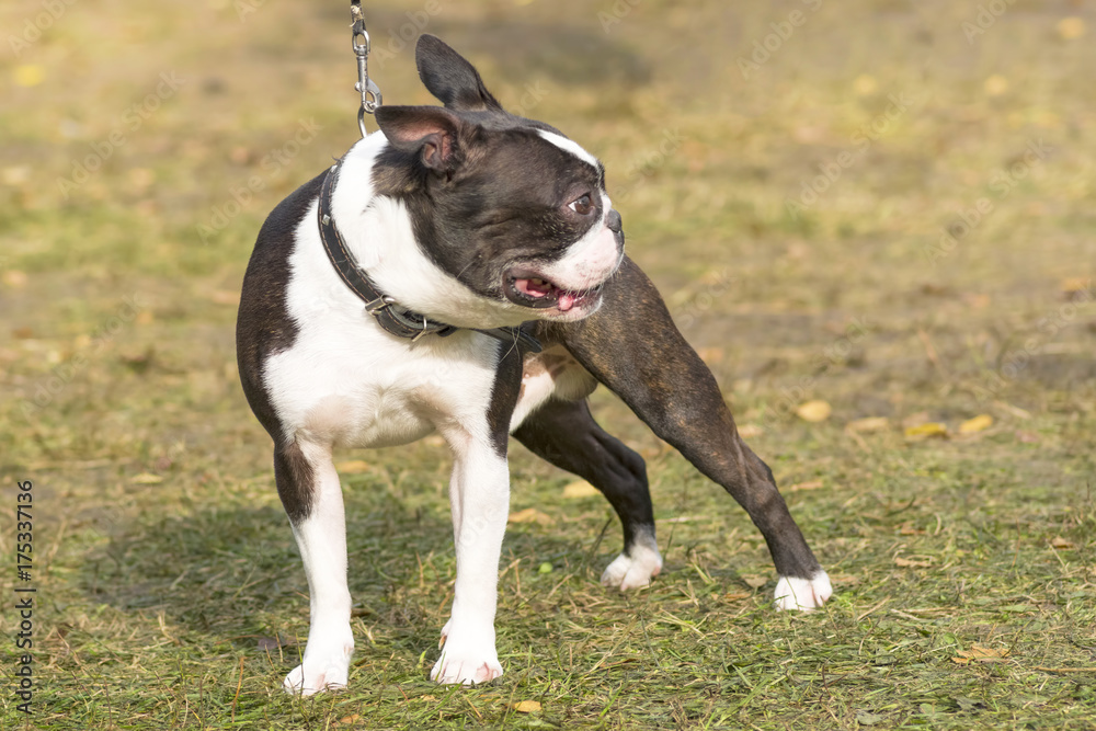 French Bulldog Close-up