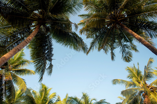 Palm tree in sunset. Background