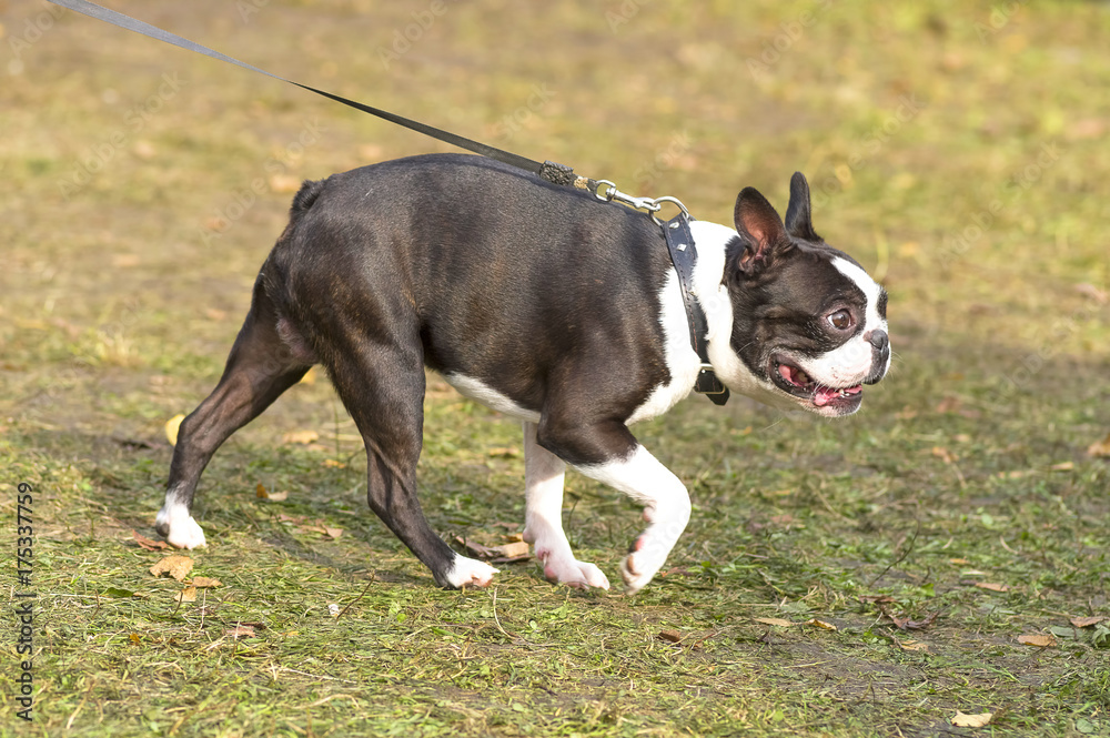 French Bulldog Close-up