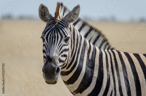 Close-up portrait of Burchells zebra in front of yellow grass  Etosha National Park  Namibia  Southern Africa