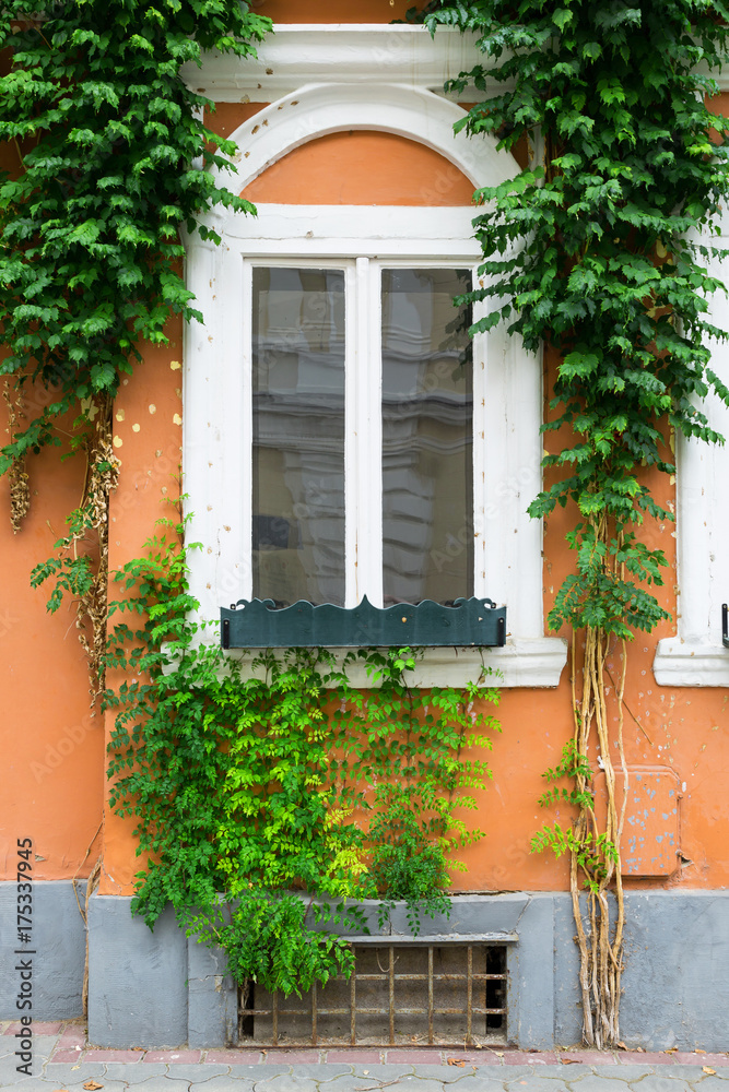 Old wooden window overgrown with ivy Old wooden window overgrown with ivy