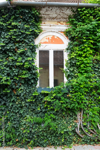 Old wooden window overgrown with ivy