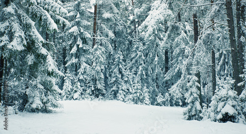 Pine trees covered with snow on frosty evening. Beautiful winter panorama