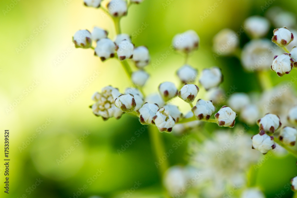 Fototapeta premium small white flowers on a green yellow background