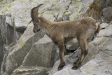 Ibex on a rock. French Alps.