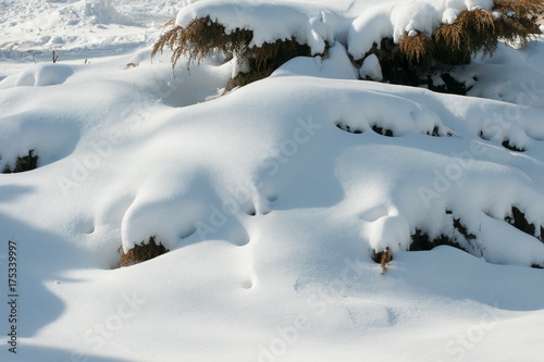 snowdrifts on bushes